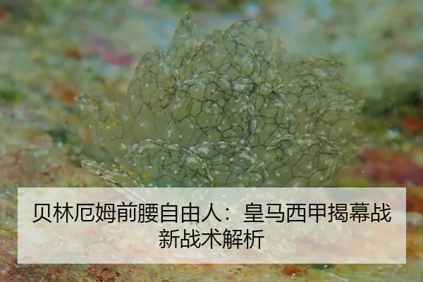 bei-lin-e-mu-qian-yao-zi-you-ren-huang-ma-xi-jia-jie-mu-zhan-xin-zhan-shu-jie-xi-3-510.jpg
